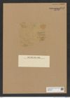 Diatomeae indet. Zeichnungen Sammlung Grunow Nr. 8025 (NHMW-BOT-W0377330)